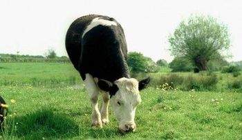 Una vaca que 