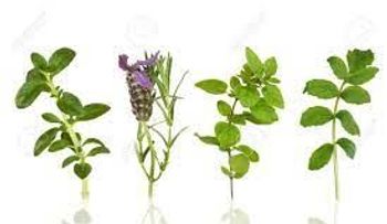 Tres plantas aromáticas que alejarán las moscas de tu hogar para siempre 