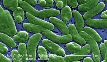 Dos muertos y once infectados en Florida por bacteria que devora la carne