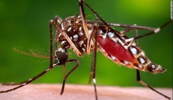 Así es como se está extendiendo la fiebre del dengue alrededor del mundo
