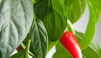 Mascarilla muy efectiva de pimiento rojo que quita manchas y arrugas a mujeres y hombres