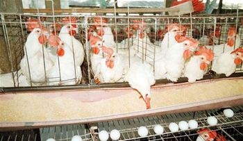 Haití solo quería levantar veda a productos cárnicos; Gobierno dominicano rechazó la propuesta    