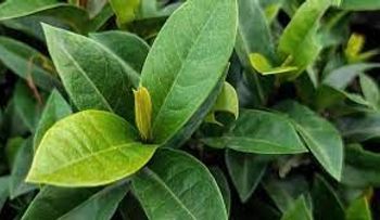 Una solución secreta con hoja del laurel que está cambiando vidas