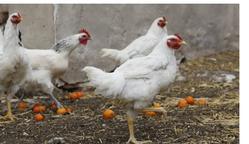 Gripe aviar obliga a confinar aves en 1,200 municipios de España