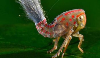 ¿Sabes que es una ninfa?