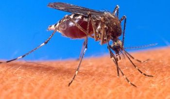 Aedes Aegypti y la chikungunya