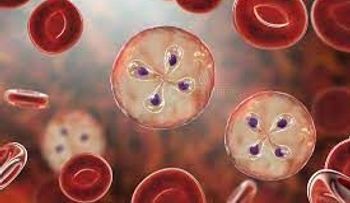 Si sientes fiebre, dolores musculares o de cabeza, podría ser babesiosis, enfermedad transmitida por garrapatas