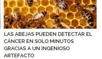 Las abejas pueden detectar el cáncer en solo minutos 