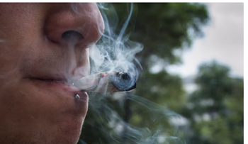 Cannabis en adolescentes afecta desarrollo cognitivo