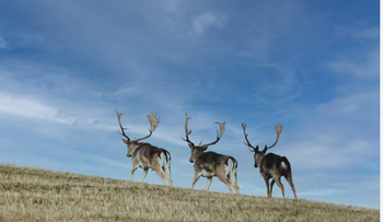 "Corrían como gamos": una expresión que evoca velocidad, elegancia y fuerza