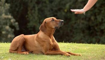 ¿Cómo comunicarme con mi perro?