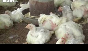 Productores avícolas sienten temor a posible quiebra por sobreproducción de pollo