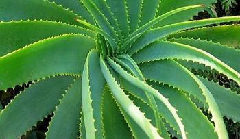 Sábila una planta milagrosa