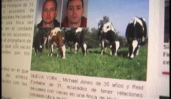 Apresan dos hombres por abusar sexualmente con varias vacas