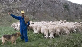 Ganaderos piden soluciones para no ir a la quiebra 