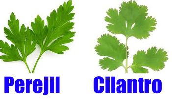 El cilantro y el perejil son la salvación para la diabetes, hígado, riñones, páncreas, vista y colesterol 