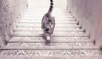 ¿El gato sube o baja las escaleras? Este test te revela tus aspectos más ocultos