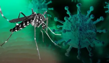 El coronadengue comienza a preocupar; cuáles son sus síntomas?