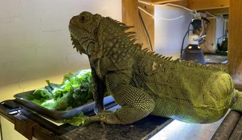 Cafeterías con animales, de tendencia viral en Japón a amenaza para la biodiversidad