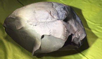 Descubren en Colombia el fósil de un pez "único" de 130 millones de años
