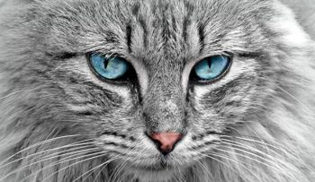 Crean una puerta inteligente para gatos
