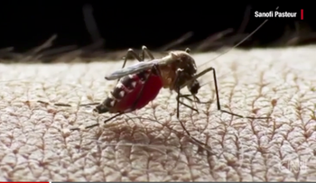 Bebé de Hawai que nació con cabeza anormalmente pequeña tenía el virus del Zika