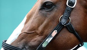 Belmont Stakes: ¿puede Justify ganar la Triple Corona?