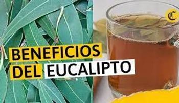 Médico y catedrático aconseja cómo protegerte de enfermedades, colocando eucalipto en la casa