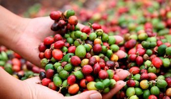 Firma comercial Rusa anuncia disposición comprar café producidos en el país