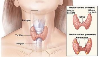 Cómo detectar problemas de tiroides a tiempo