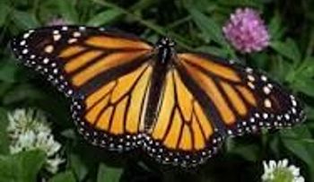 El extraño caso de una niña que tiene alas de mariposa