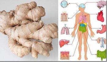 El jengibre despierta en deseo sexual y te da más potencia; 15  beneficios para tu salud si lo consumes a diario