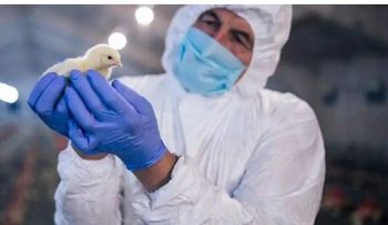 Confirman 66 casos de gripe aviar en humanos en EEUU