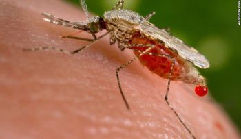 Científicos crean un mosquito que bloquea la malaria