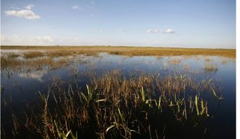 Everglades, de oasis de naturaleza a desafío del centro migratorio ?Alligator Alcatraz?