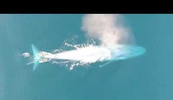 Un raro video de una ballena azul sorprende a los científicos