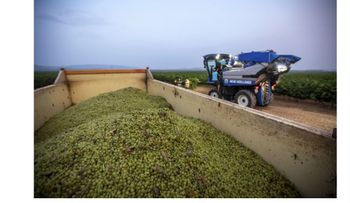 El ?Rioja? afronta una de las cosechas más cortas de su historia, con expectativa de calidad