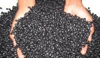Procesadoras de habichuelas denuncian discriminación en concurso
