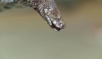 Se agotan las reservas de antídoto contra el veneno de serpiente