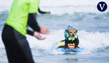 Perros surfean las olas de California en el Mundial de Surf Canino