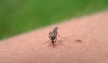 Aprende a preparar tu repelente de mosquitos casero
