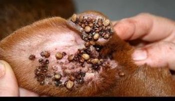 Si tu perro tiene garrapata estos remedios las eliminan para siempre