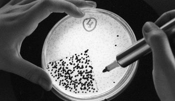 Bacteria del hombre de hielo desconcierta a los científicos
