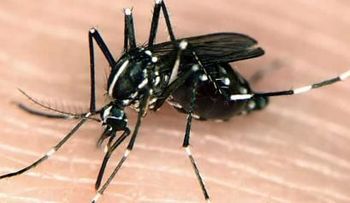 Chikunguña amenaza todo el continente americano