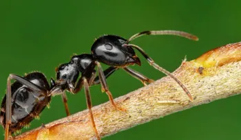 Las hormigas pueden oler el cáncer