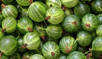 El Amla, una planta prodigiosa que mata el 98% de las células cancerígenas 