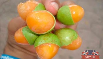 Conozca el lado nutritivo del limoncillo