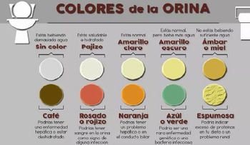 Cada color de la orina tiene síntoma para tu salud que debes conocer 