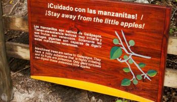 Cuídate del llamado árbol de la muerte que crece en todo el Continente