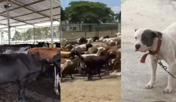 Hasta 64 perros y mono capuchino entre animales ocupados en finca allanada en Monte Plata
